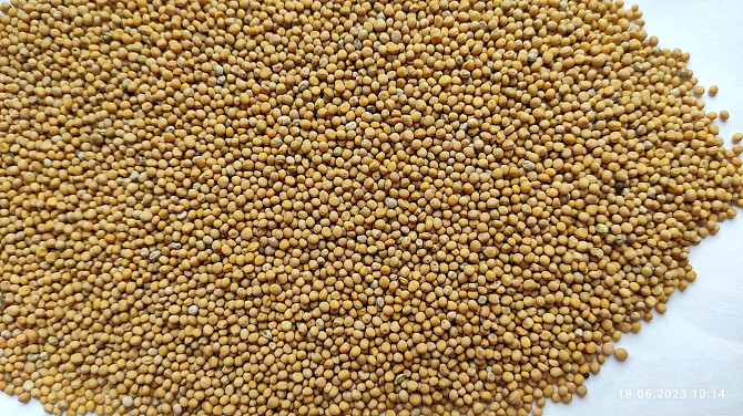 Продам гірчицю білу (можно на сидерат)- 200т., с/г виробник. Киев - изображение 2