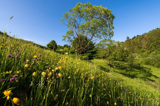 Земельна ділянка в Микуличині 1.40 га Яремче - зображення 5