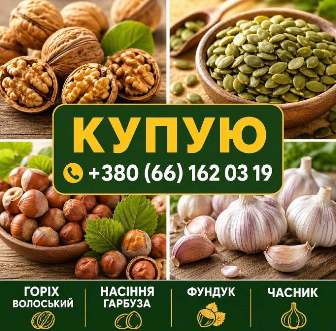 Куплю часник, горіхи, насіння гарбуза Кропивницький - зображення 1