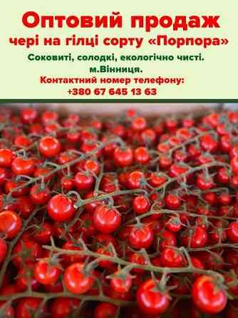 Продам помідори чері, сорт "Порпора" Винница