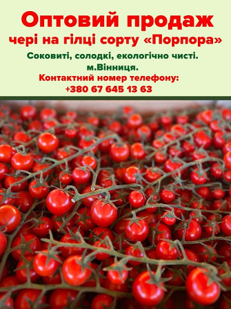 Продам помідори чері, сорт "Порпора" Вінниця - зображення 1