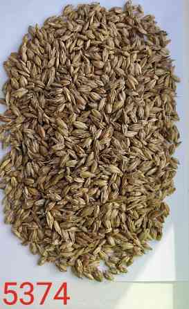 Продам спельту не обрушену (лат. Triticum spelta, полба)- 1000т. Київ