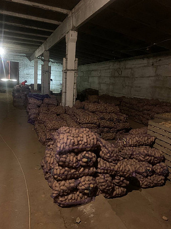 Продам картоплю сорту Гренада Мена - изображение 3