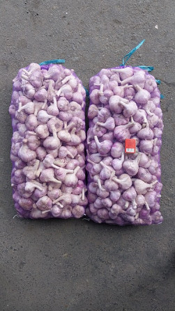15 тонн ПРОДАМ ЧАСНИК Любаша Молодий Посадковий Озимий Чеснок Молодой Посадочный Garlic Тараща - зображення 11