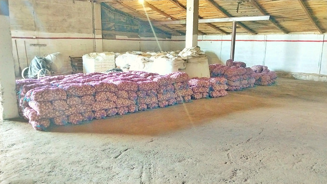 15 тонн ПРОДАМ ЧАСНИК Любаша Молодий Посадковий Озимий Чеснок Молодой Посадочный Garlic Тараща - зображення 8