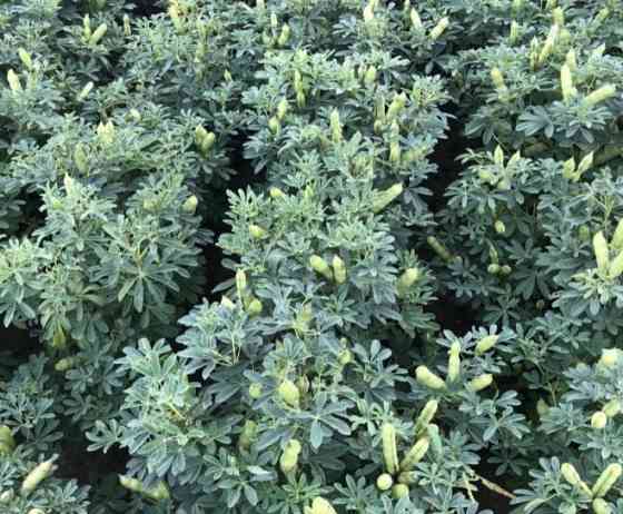 Насіння люпину Барвінок, еліта Фастів