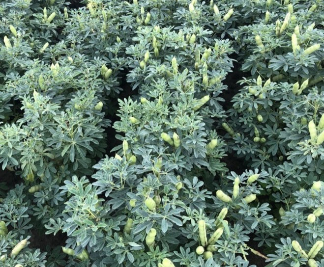 Насіння люпину Барвінок, еліта Фастов - изображение 2