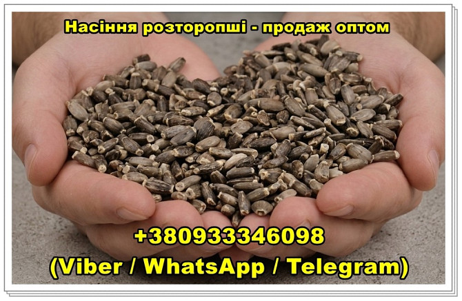 Оптовий продаж насіння розторопші Одеса - зображення 1