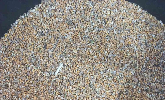 Продам просо жовте (Panicum miliaceum)- 14т. Торг. Ровно - изображение 1