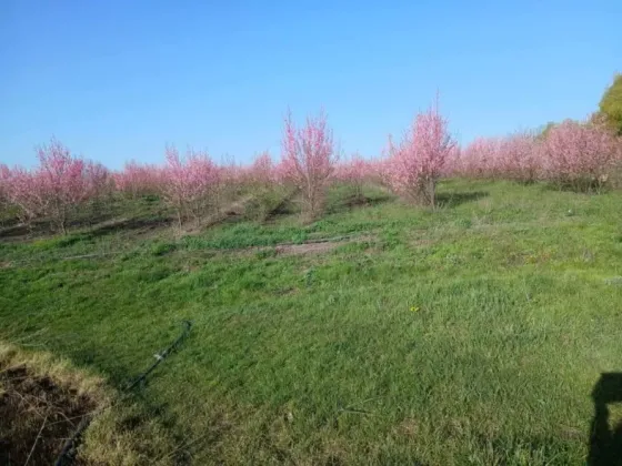 Кісточка маньчжурського персика Рокитне