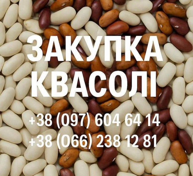 Купуємо квасолю для потреб підприємства Одесса - изображение 1
