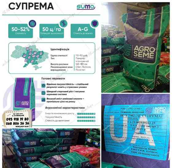 Насіння соняшника Супрема під Гранстар високоолеїновий фракція Екстра плюс Кропивницкий (Кировоград)
