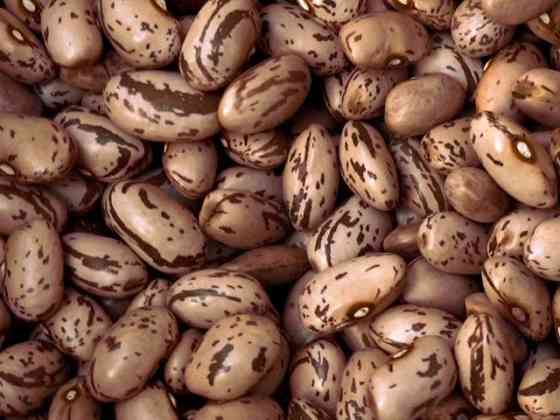 Сортова квасоля оптом. Доставка по Україні Тернополь