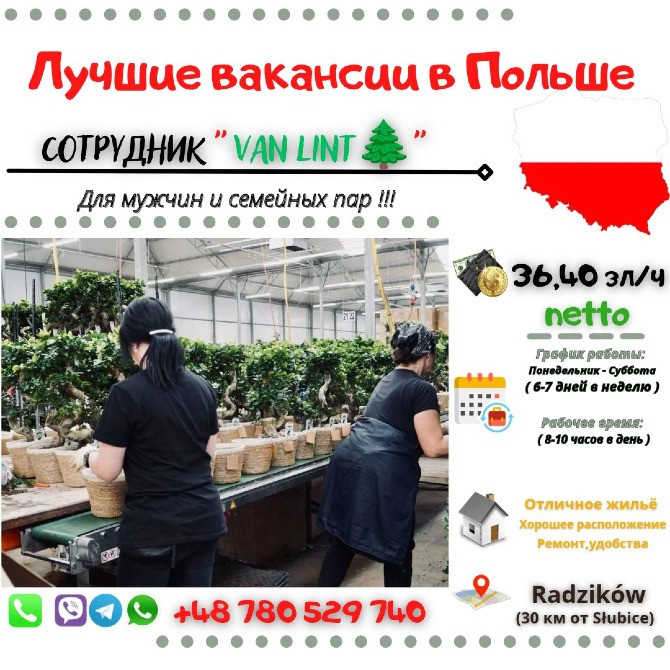 VAN LINT🌲| Słubice+ Нидерланды Дніпро - зображення 1