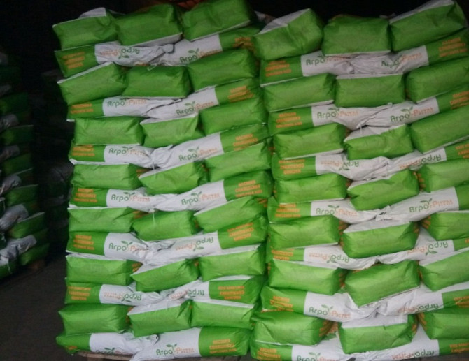 Насіння соняшнику Альдазор Любашёвка - изображение 1