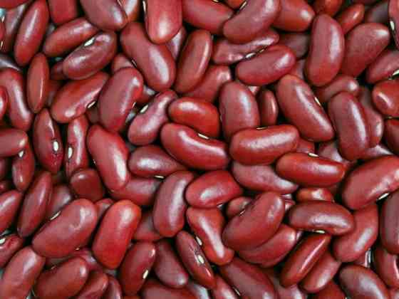 Високоякісна квасоля оптом Одеса