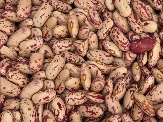 Оптовий продаж квасолі в Україні Чернігів