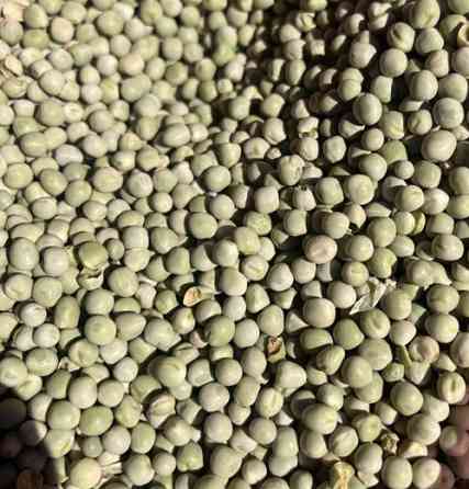 Продам горох зелений- 900 тонн, с/г виробник. Киев