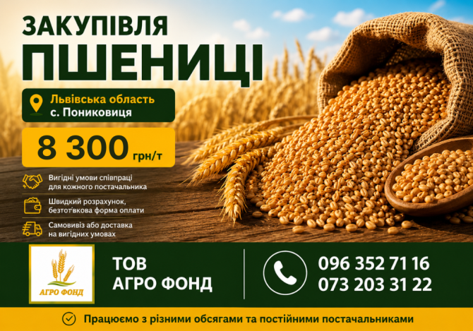 КУПЛЮ Фуражну пшеницю на склад (білок 10+) Львов - изображение 1