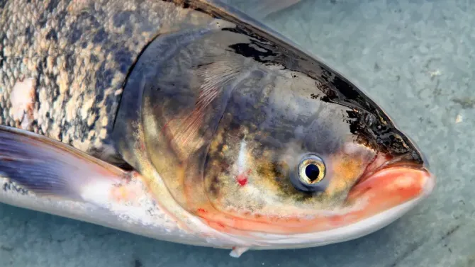 Куплю товстолоб, сом по всій Україні. Гурт. Черкассы - изображение 1