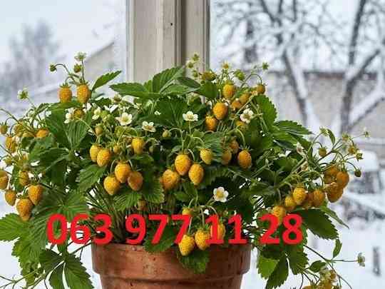 Полуниця кімнатна зимового плодоношення жовтоплодна Кривий Ріг