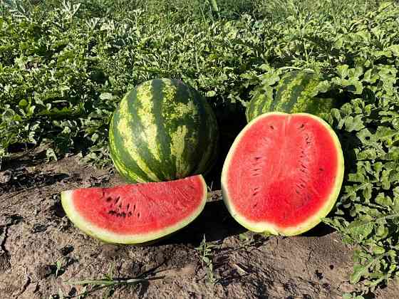 Продам кавун Кілія
