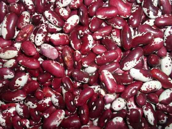 Продаж квасолі оптом в Україні Киев