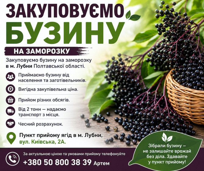 Закуповуємо бузину на заморозку Черкассы - изображение 1