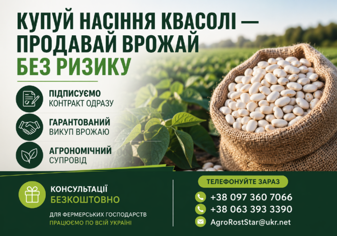 Насіння квасолі на продаж. Гарантія викупу врожаю Рівне - зображення 1
