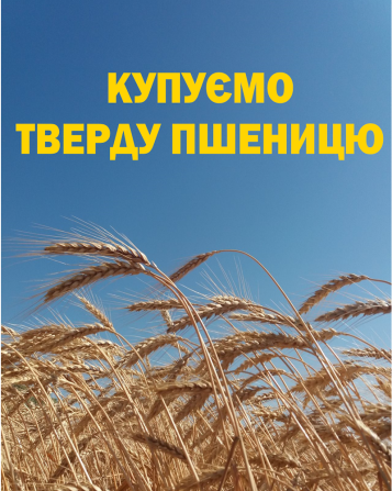 Купуємо ТВЕРДУ пшеницю Балта - зображення 1