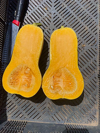 Гарбуз грушевидний Новоселица - изображение 1