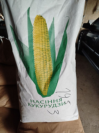 Посівна кукурудза сорту Піонер ФАО 300 Миргород - зображення 1