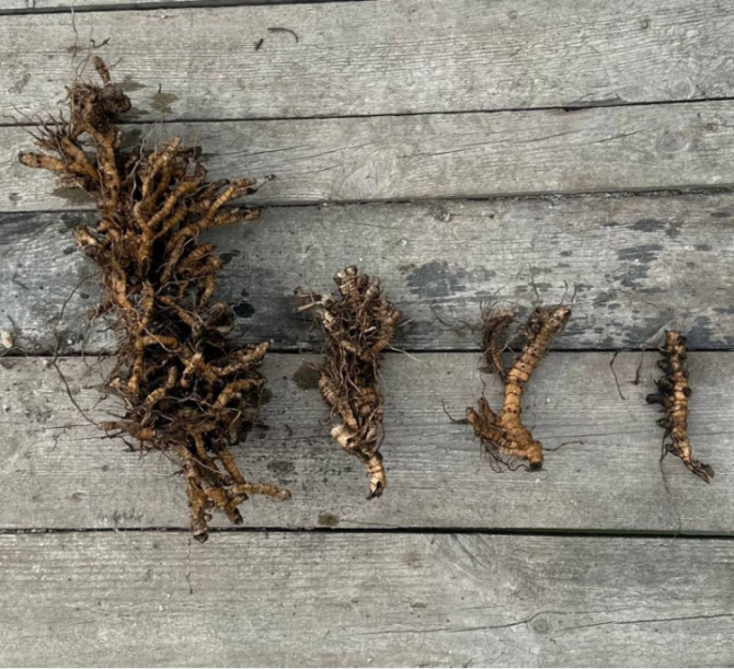 Різома Міскантуса Жовква - зображення 1