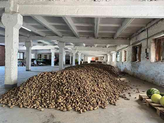 Посадкова картопля Житомир