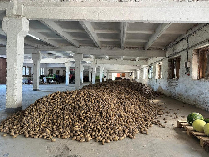 Посадкова картопля Житомир - изображение 1