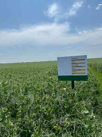 Насіння жовтого гороху Астронавт Тернопіль