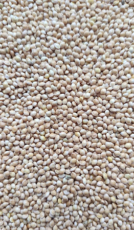 Насіння проса білого сорту «Омріяне», 1 репродукція. Київ - зображення 1