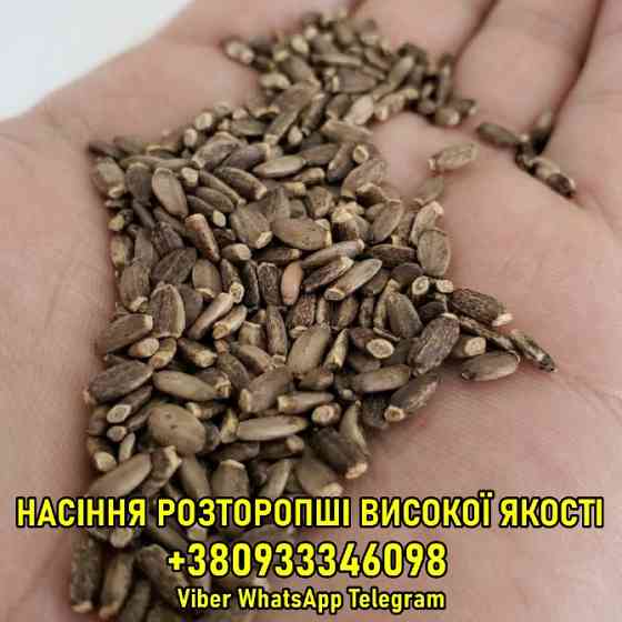 Продаж насіння розторопші гуртом Харків