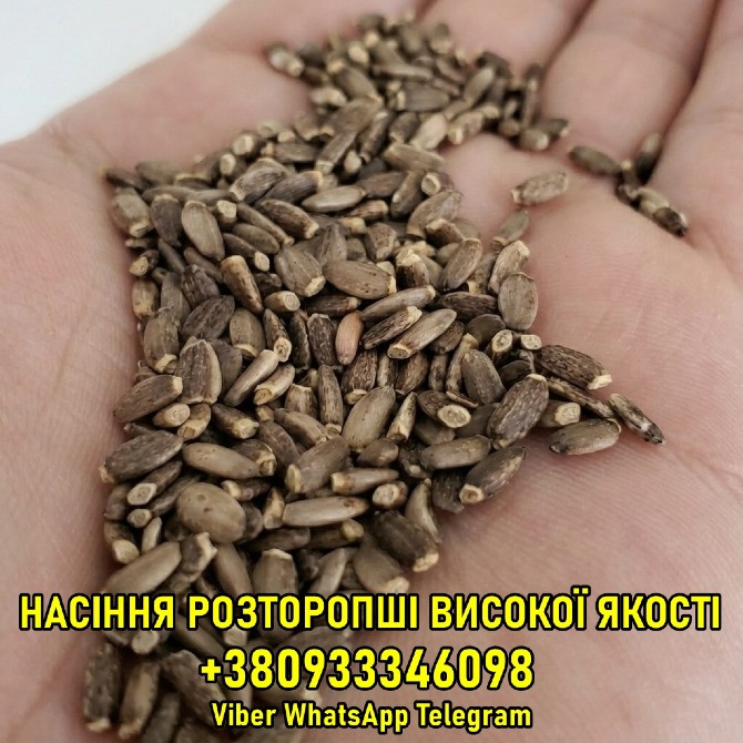 Продаж насіння розторопші гуртом Харків - зображення 1