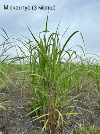 Різома Міскантуса Жовква