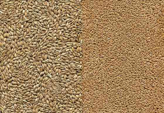 Закуповуємо спельту, полбу (лат. Triticum spelta). Киев