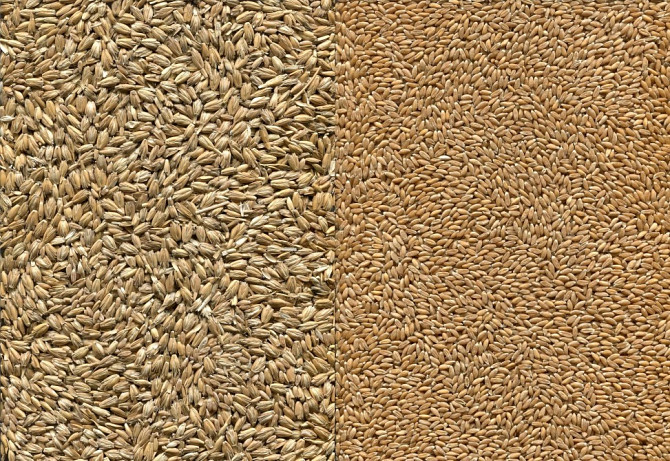 Закуповуємо спельту, полбу (лат. Triticum spelta). Київ - зображення 2