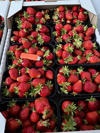 Продаж свіжої полуниці. Гурт і роздріб. Киев - изображение 1