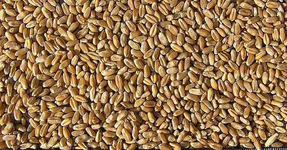 Продам пшеницю фуражну органічну, сертифіковану Organic Standard Ltd.- 1500т. Вінниця