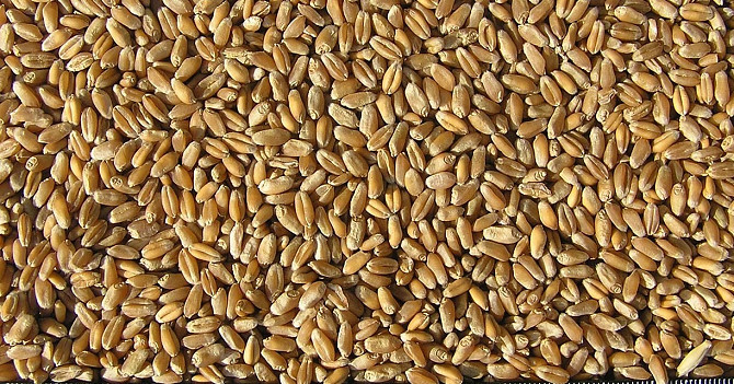 Продам пшеницю фуражну органічну, сертифіковану Organic Standard Ltd.- 1500т. Вінниця - зображення 1
