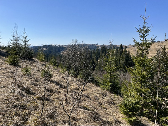 Земельна ділянка в Яблуниці 0.25 га Яремче - зображення 4