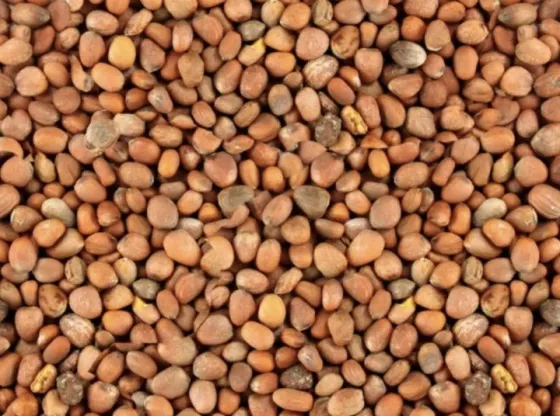 Насіння редьки олійної для сидерату Житомир