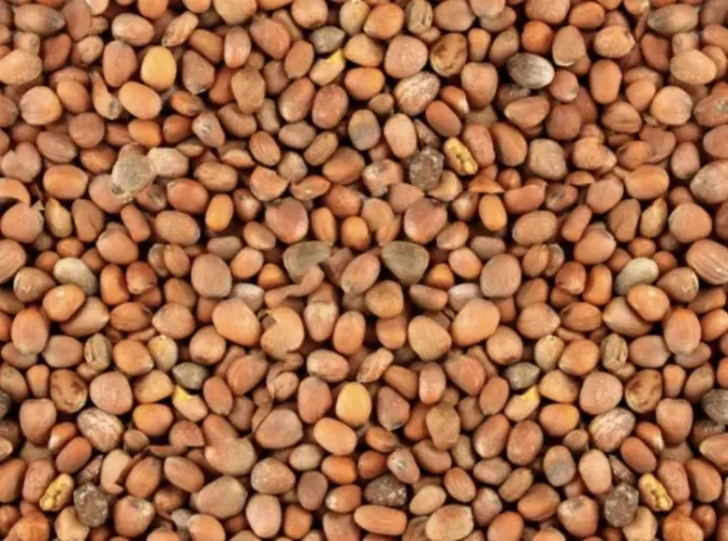 Насіння редьки олійної для сидерату Житомир - изображение 1