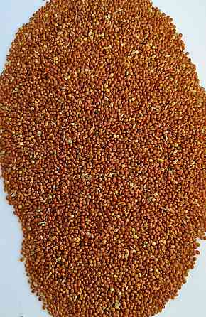 Продам просо червоне (Panicum miliaceum)- 500т. (Пестицидами не обробляли/ No pesticides) Киев
