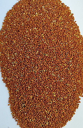 Продам просо червоне (Panicum miliaceum)- 500т. (Пестицидами не обробляли/ No pesticides) Киев - изображение 1